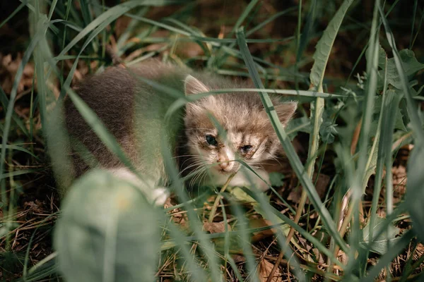 灰色生病的小猫一个人在森林里 无家可归的动物这只无家可归的小猫咪病了 一只被扔在街上的小猫快饿死了 眼睛疼痛的猫 — 图库照片