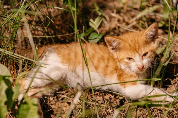 一只小姜猫躺在阳光下的草地上 宠物护理的概念 阳光明媚的日子 一只小猫在街上散步 白红猫 — 图库照片