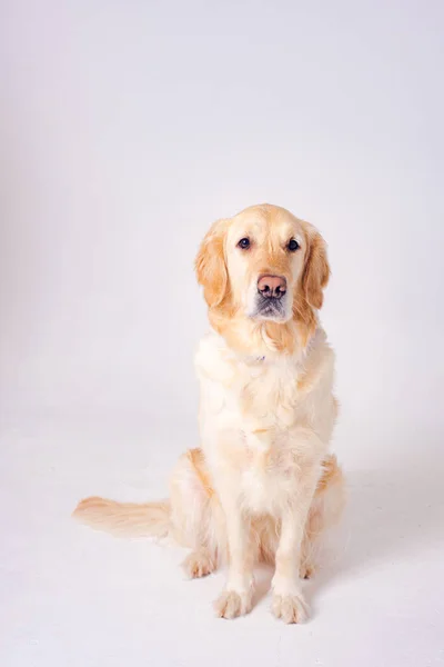 Hund Auf Weißem Hintergrund Porträt Eines Schönen Hundes Der Rasse — Stockfoto
