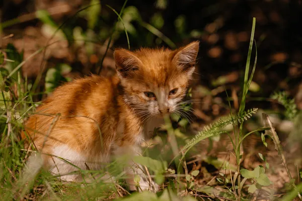 一只小姜猫在阳光下坐在圣诞树下的草地上 家养宠物 宠物护理的概念 阳光明媚的日子 一只小猫在街上散步 白红猫 — 图库照片