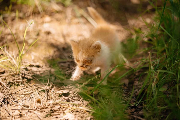 Ginger Enfermo Gatito Solo Bosque Animal Sin Hogar Gatito Indigente — Foto de Stock