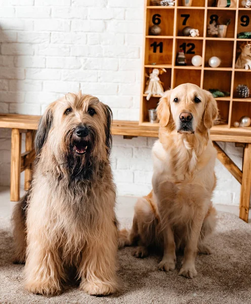 Perros Diferentes Razas Están Posando Estudio Perros Razas Golden Retriever — Foto de Stock