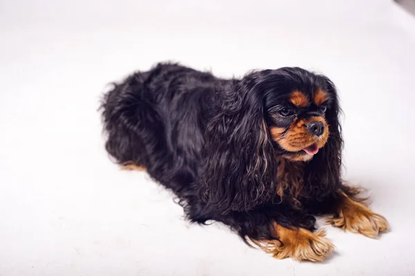 Dog on a white background. Portrait of a beautiful dog of breed King Charles Spaniel.