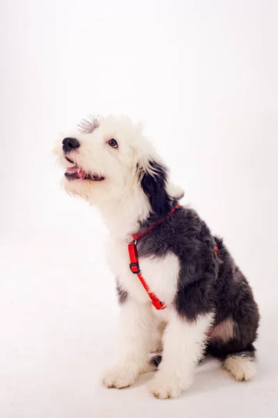 Netter Schwarz Weißer Hund Mit Rotem Halsband Isoliert Auf Weißem — Stockfoto