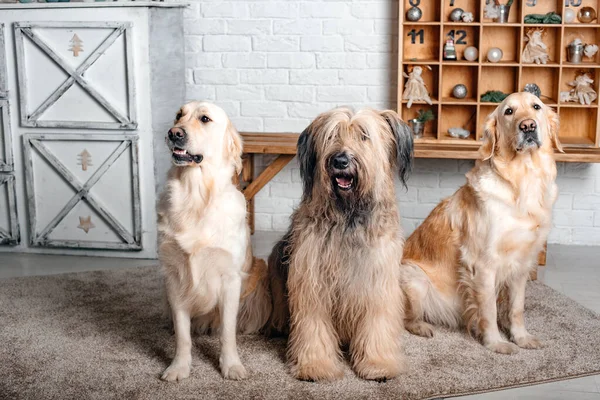 Perros Diferentes Razas Están Posando Estudio Perros Razas Golden Retriever — Foto de Stock