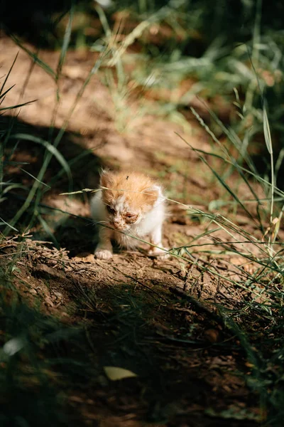Ginger sick kitten alone in the forest. Homeless animal. The little homeless kitten is sick. A kitten thrown into the street is starving. Kitten with sore eyes.