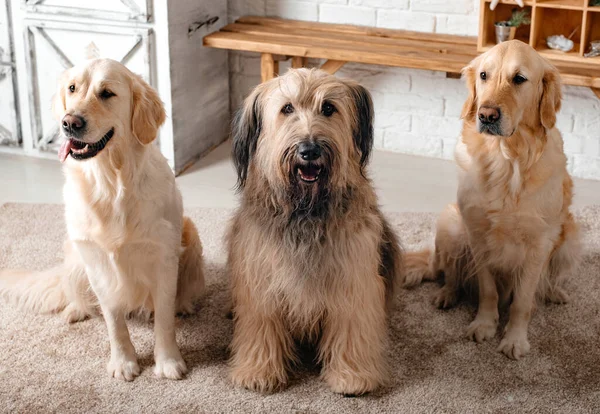 Perros Diferentes Razas Están Posando Estudio Perros Razas Golden Retriever — Foto de Stock