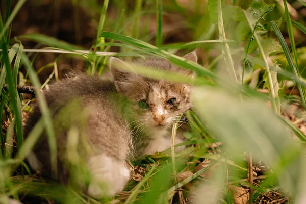 Gray sick kitten alone in the forest. Homeless animal. The little homeless kitten got sick. A kitten thrown out into the street is dying of hunger. Kitten with sore eyes.