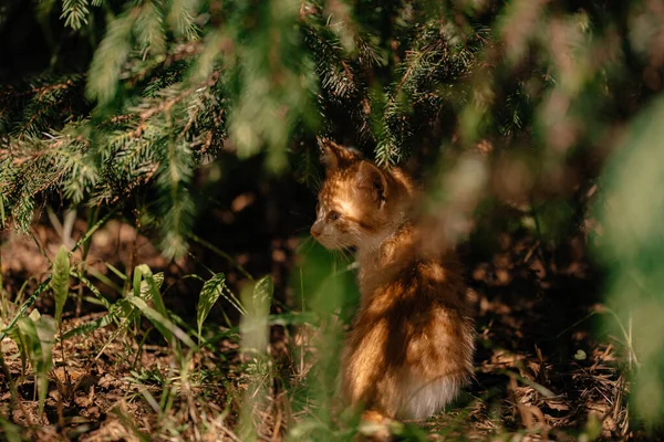 一只小姜猫在阳光下坐在圣诞树下的草地上 家养宠物 宠物护理的概念 阳光明媚的日子 一只小猫在街上散步 白红猫 — 图库照片