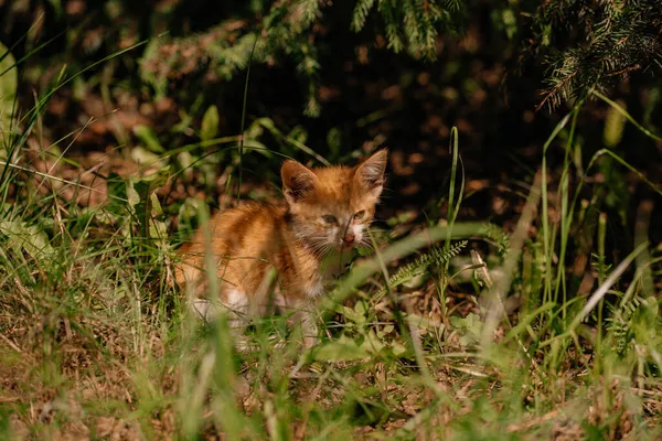 Gatito Jengibre Pequeño Sienta Hierba Debajo Del Árbol Navidad Sol — Foto de Stock