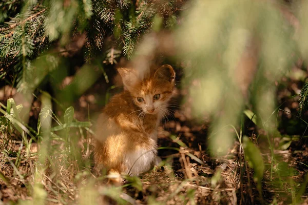 A small ginger kitten sits in the grass under the Christmas tree in the sun. Home pet. Pet care concept. A kitten walks down the street on a sunny day. White-red cat.