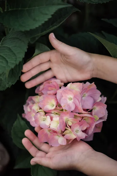 ピンクのアジサイの芽のクローズアップ 子供の手は花の芽を優しく包み込む トーニングだ 選択的フォーカス フォーカス解除 — ストック写真