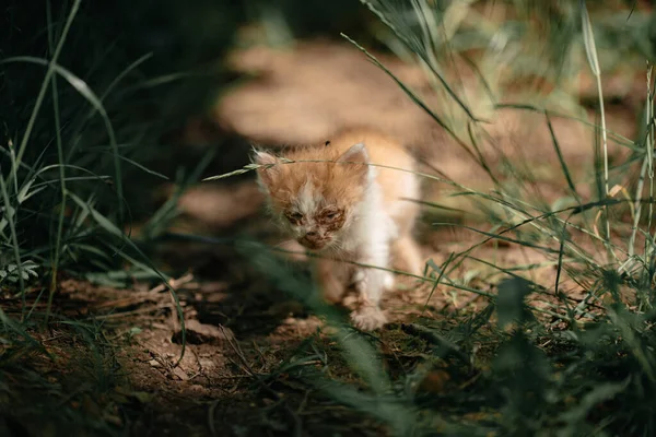 Рыжий Больной Котенок Один Лесу Бездомное Животное Маленький Бездомный Котенок — стоковое фото