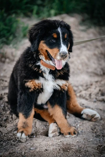 Bernese Mountain Dog Puppy Small Purebred Puppy Dog Collar Leash — Stock Photo, Image