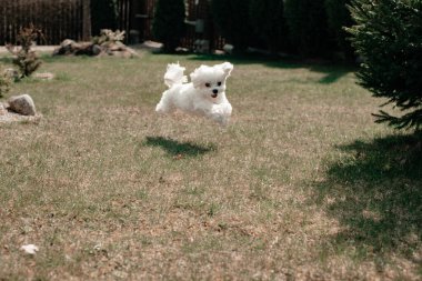 Küçük beyaz bir köpek yeşil çimlerde koşar. Hayvan bakımı konsepti. Yaz güneşli bir gün. Evcil hayvanlar.