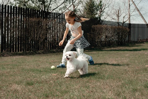 Une Jolie Petite Fille Shirt Blanc Joue Avec Petit Chien — Photo