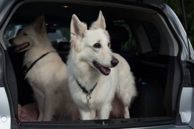 İki büyük beyaz köpek arabanın bagajında oturuyor. Evcil hayvanlar arabada. Beyaz çoban köpekleri.