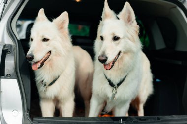 İki büyük beyaz köpek arabanın bagajında oturuyor. Evcil hayvanlar arabada. Beyaz çoban köpekleri.
