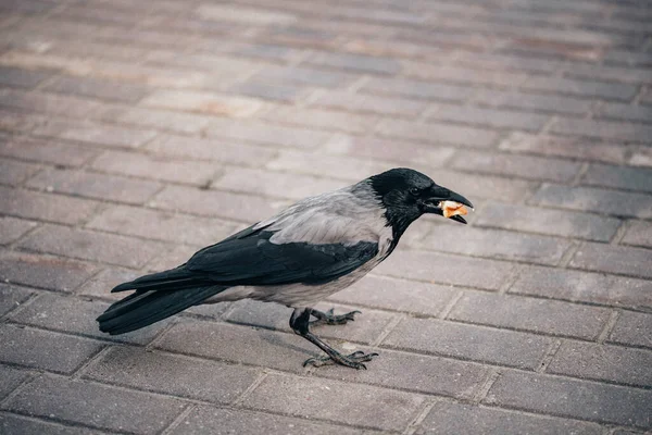 Şehir Sokaklarında Yiyecek Arayan Siyah Gri Bir Karganın Yakın Çekimi — Stok fotoğraf