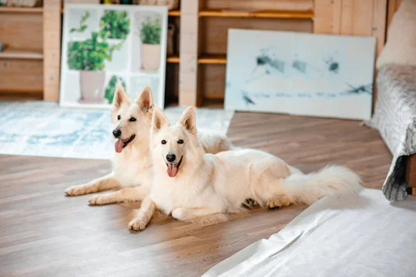 Dos Grandes Perros Blancos Yacen Suelo Habitación — Foto de Stock