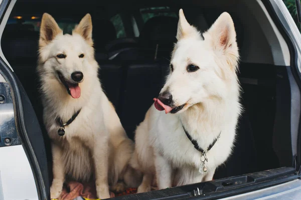 Dos Grandes Perros Blancos Están Sentados Maletero Del Coche Mascotas — Foto de Stock