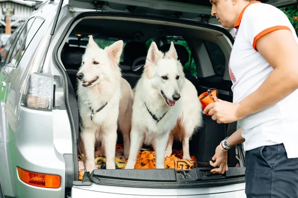 Dos Grandes Perros Blancos Están Sentados Maletero Del Coche Mascotas — Foto de Stock