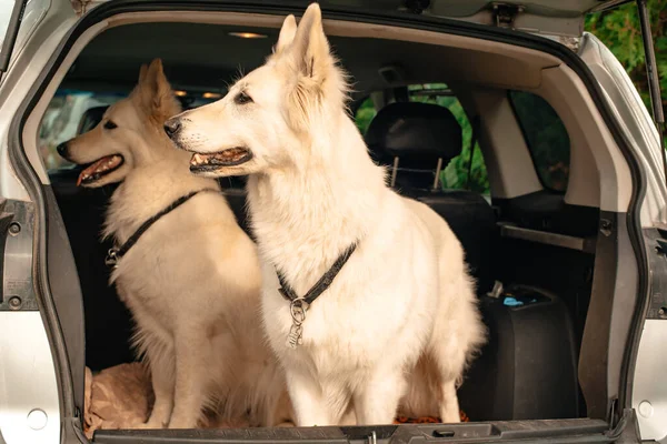 Dos Grandes Perros Blancos Están Sentados Maletero Del Coche Mascotas — Foto de Stock