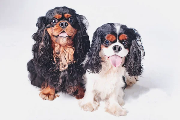 Zwei Reinrassige Hunde Mit Hervorstehenden Zungen Isoliert Auf Weißem Hintergrund — Stockfoto