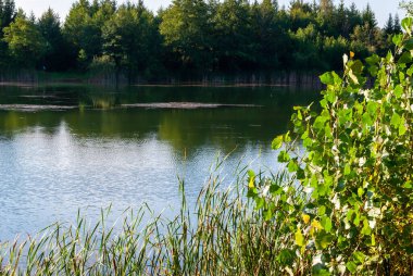 Nehir ve mavi gökyüzü ile güzel yaz ormanı manzarası.
