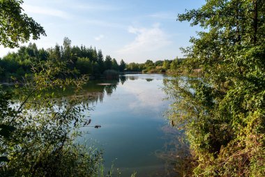 Nehir ve mavi gökyüzü ile güzel yaz ormanı manzarası.