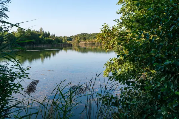 Nehir ve mavi gökyüzü ile güzel yaz ormanı manzarası.