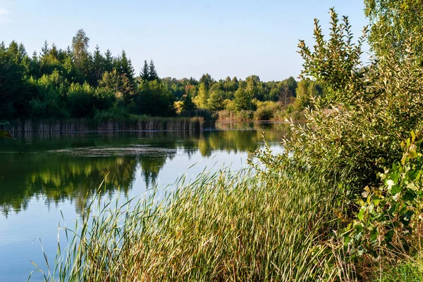 Nehir ve mavi gökyüzü ile güzel yaz ormanı manzarası.