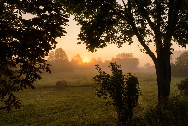 Bela Paisagem Floresta — Fotografia de Stock