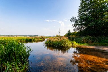 Güz mevsiminde yeşil orman Güzel bir günde
