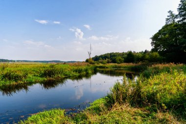 Güz mevsiminde yeşil orman Güzel bir günde