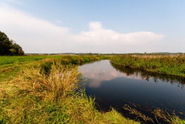 Güz mevsiminde yeşil orman Güzel bir günde