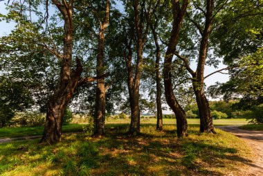 Güz mevsiminde yeşil orman Güzel bir günde
