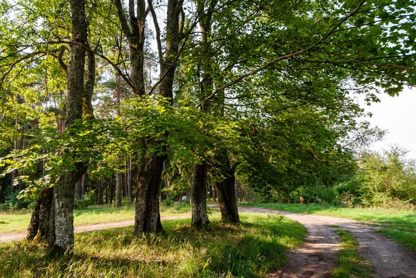 Green Forest Autumn Beautiful Day — Foto de Stock