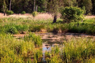 Ormandaki gölün güzel manzarası