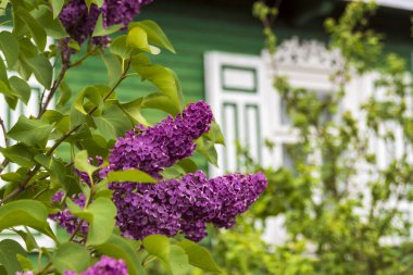 Bahçedeki güzel leylak çiçekleri
