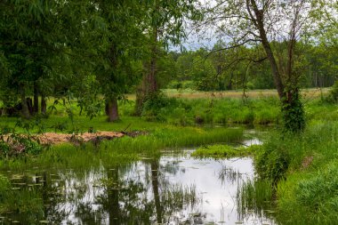 Doğanın güzel manzarası