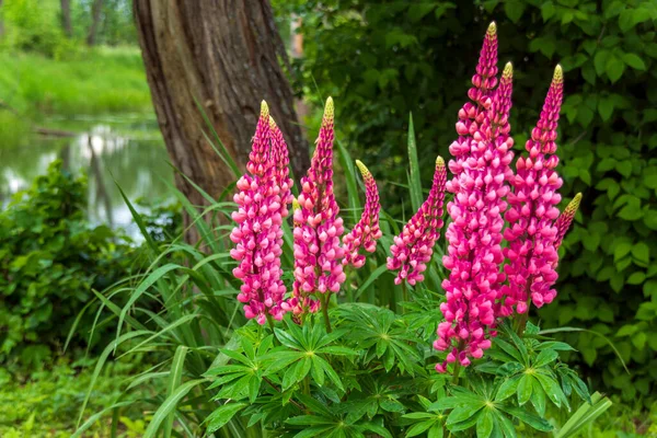 Selective Focus Shot Beautiful Purple Flowers Growing Outdoors Garden — Stockfoto