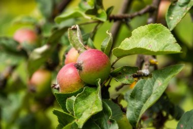 Yaz parkındaki ağaçtaki olgun elmalar.