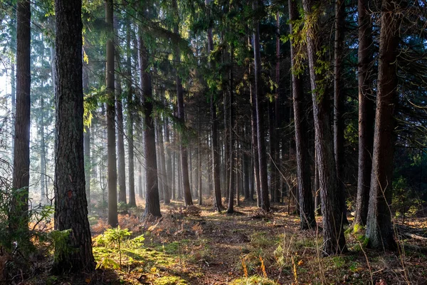 Hermoso Paisaje Con Árboles Bosque — Foto de Stock