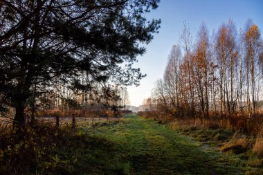 Ağaçlı güzel bir göl manzarası