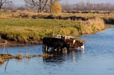Bulutlu bir günde ormanda bufalo ve nehir, su.