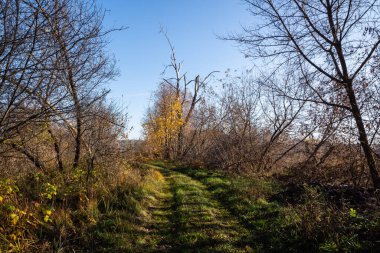 Ağaçlar ve ormanlarla dolu güzel sonbahar manzarası