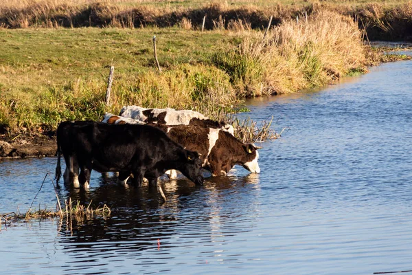 Suda bir inek sürüsüyle siyah beyaz bir inek.
