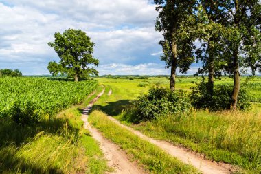 beautiful green field, blue sky and white clouds, rural scene in countryside