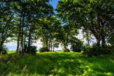 Ağaçları ve mavi gökyüzü olan yeşil orman